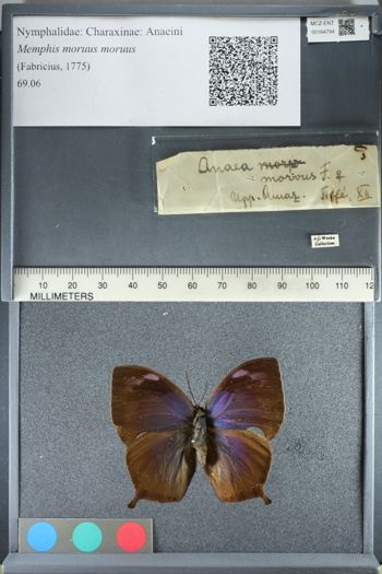 Media type: image;   Entomology 164794
